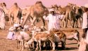 ثروة حيوانية ضخمة في السودان  ونصيب الناس عظام!