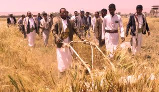الاكتفاء الذاتي من الحبوب في اليمن  لن يتم في ظل الرأسمالية وأدواتها